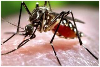 Pune में सामने आए जीका वायरस के 6 केस, दो गर्भवती महिलाएं भी चपेट में, जानें इसके लक्षण