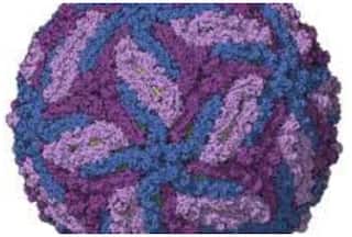 जीका वायरस आमतौर पर डेंगू बुखार जैसा ही है : विशेषज्ञ