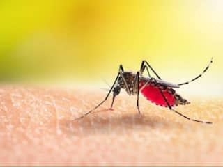 Dengue Panic Grips Kerala As Cases Surge Amid Heavy Monsoon Rains; Malappuram Tops List With Most Infections