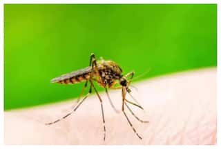 कैसे पहचानें डेंगू हुआ है या जीका वायरस की चपेट में आ गए हैं आप? डॉक्टर से जानें
