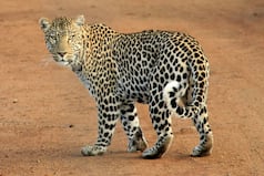 Female Leopard Gets Stuck In MSEB Substation, Rescued Safely