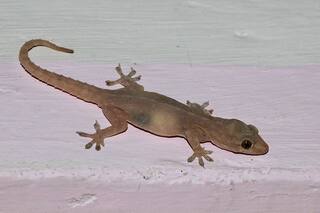 Lizard Laden Breakfast Served To Hostel Students In Medak District