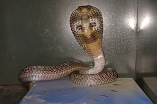 Snake Found At PM Narendra Modi's Residence