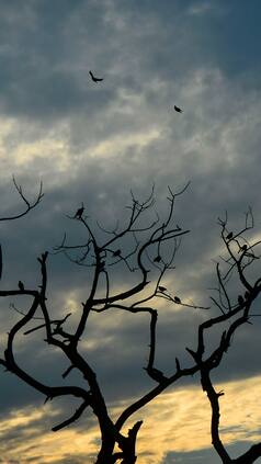 Telangana Weather Update: Heavy Rain Predicted in These Places