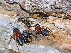 Ants Can Perform Life-Saving Amputations On Each Other, Study