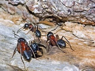 Ants Can Perform Life-Saving Amputations On Each Other, Study