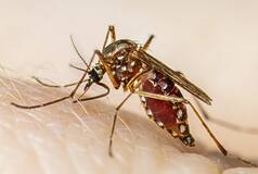 Bengaluru On Alert: Dengue Cases On Rise In City; Teams Deployed To Fight Viral Infection