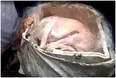 Bengaluru Dog Meat Controversy: Mystery Behind 2,700 kg Of Seized Meat Explained