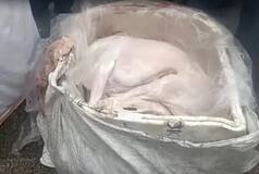 Bengaluru: Dog Meat Served To People; Hundreds Of Kgs Imported Daily, Says Report