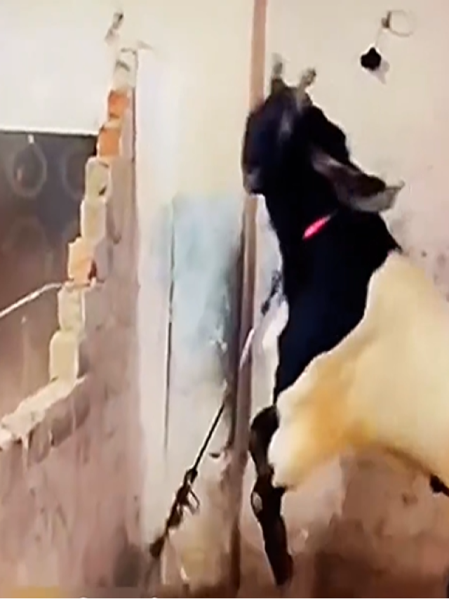 बकरे ने दीवार पर निकाला सारा गु्स्सा, कर दिया चकनाचूर