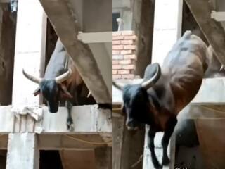 Wild Animal Video: उतर नहीं पाया तो फर्स्ट फ्लोर से कूद गया सांड, फिर जो हुआ आंखें फटी रह जाएंगी | देखें वीडियो