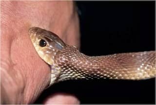 Bihar Man Bites Back Snake Twice After It Bit Him, Here's What Happened Next