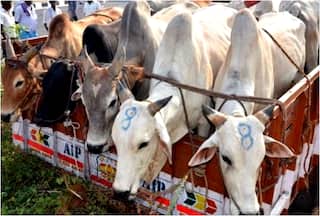 Uttar Pradesh: Police Bust Cow Smuggling Gang; Several Animals Rescued, Six Arrested