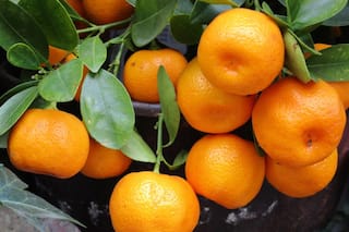 10 Surprising Ways Mandarin Oranges Can Transform Your Well Being