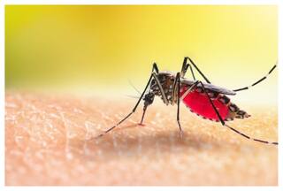 पुणे में फिर पैर पसार रहा है Zika Virus, ये लक्षण दिखते ही हो जाएं सतर्क
