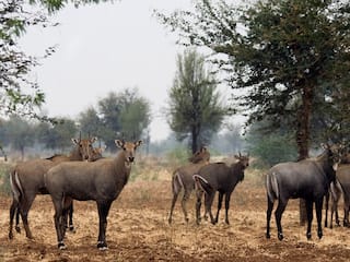 बिहार में इन जानवरों को चुन-चुनकर मौत के घाट उतारेगी सरकार, 13 शार्प शूटर देंगे इस काम को अंजाम