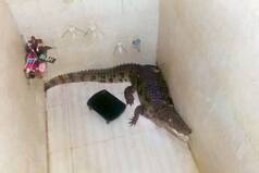 Crocodiles 'Move' To Homes In Vadodara After Flooding: WATCH VIDEOS