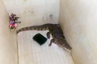 Crocodiles 'Move' To Homes In Vadodara After Flooding: WATCH VIDEOS