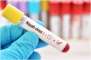 Nipah Virus Detected In Bat Samples From Malappuram