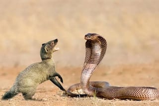 Snake Vs 3 Mongooses On Airport Runway; It's A Brutal Fight For Survival: WATCH VIDEO