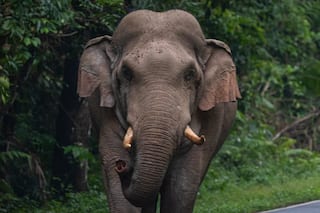4 Persons Trampled To Death By Elephant In Chhattisgarh