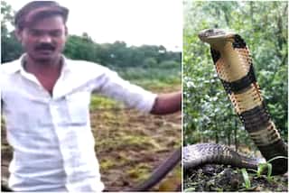 King Cobra Dies After Biting Snake Catcher In Madhya Pradesh; Here’s What Happened
