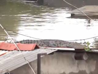VIDEO: गुजरात में बाढ़ के बाद घरों में घुसे मगरमच्छ, छत पर फरमा रहे आराम, देखें वीडियो