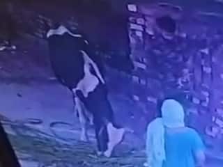 Wild Animal Video: शख्स पर सांड ने अचानक कर दिया हमला, हिला देगा आगे का नजारा | देखिए वीडियो