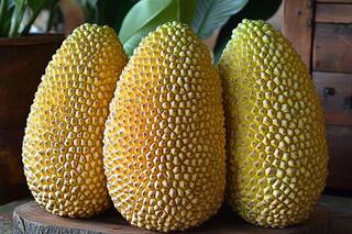 Boost Your Immune System And Improve Digestion With Jackfruit Learn How