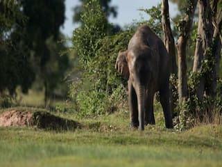 Wild Animal Attack: गुस्साए जंगली हाथी ने बरपाया कहर, दो महिलाओं समेत 5 मवेशियों को मार डाला