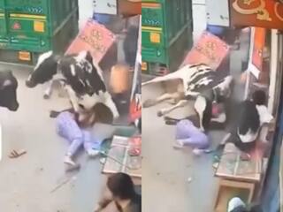 Wild Animal Video: सांडों की लड़ाई में फंस गई लड़कियां, जो हुआ अंदर तक हिल जाएंगे | देखें वीडियो