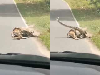Azgar Ka Video: हिरण को दबोचकर मरोड़ने लगा अजगर, बचाने गए शख्स पर भी बोल दिया हमला | देखें वीडियो