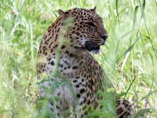 उत्तराखंड में जंगली जानवरों का आतंक, घर में खेल रहे बच्चे को मां के सामने से उठा ले गया आदमखोर तेंदुआ