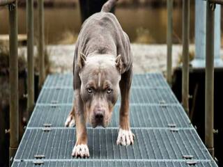 Viral: सजा के तौर पर 6 साल के बेटे को लगा दी हथकड़ी, फिर पिटबुल ने काट खाया | आगे जो हुआ दहल उठेंगे