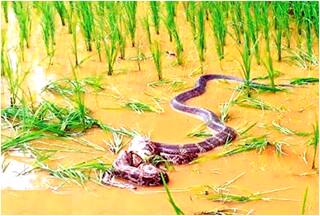 Shocking! Python Attempts to Eat 12-Foot King Cobra; Here's What Happens Next