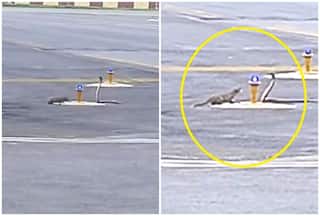 1 Snake Vs 3 Mongooses: Watch Rare Fight Between Arch Rivals; Video Goes Viral