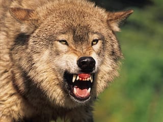 Wolves On Prowl In UP's Bahraich, 7 Kids Killed In 2 Months; Several Injured In Fresh Attacks