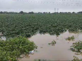 Rain Fury: 10 Dead, Crops Lost On Mass Scale As Heavy Rains Lash Maharashtra's Marathwada