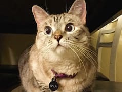 Meet world's richest cat, who earns Rs 13,00,000 from one Instagram post, her net worth is ...