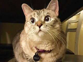 Meet world's richest cat, who earns Rs 13,00,000 from one Instagram post, her net worth is ...