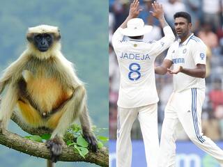 कानपुर टेस्ट में लगी लंगूरों की ड्यूटी, खिलाड़ियों और दर्शकों की सुरक्षा को लेकर UPCA ने उठाया ये कदम