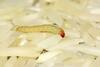 Worm Found In Vegetable Pulao At Greater Noida Restaurant, Staff Shirk Off Responsibility