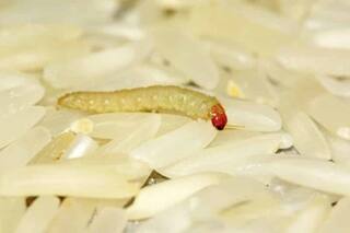 Worm Found In Vegetable Pulao At Greater Noida Restaurant