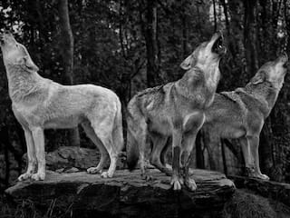 Operation Bhediya: Killer Wolves Strike Again, Attack 5-year-old Girl In Uttar Pradesh's Bahraich