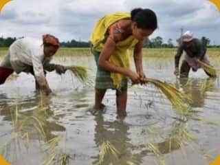 एग्रोकेमिकल इंडस्ट्री को मिल रहा 'मेक इन इंडिया' का फायदा, अगले 4 वर्षों में 80,000 करोड़ रुपये के पार जा सकता है एक्सपोर्ट