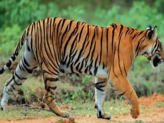 OMG! खेत में काम कर रहे शख्स पर टूट पड़ा बाघ, 15 दिन में दूसरी मौत