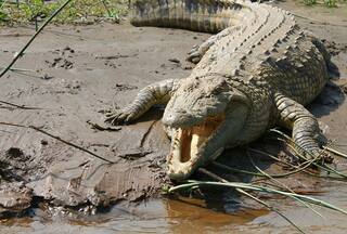 Meet Henry, World's Oldest Crocodile Who Has 6 'Wives' And Father To 10,000 Babies
