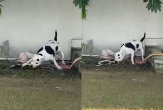 WATCH: Dog bravely kills king cobra to save lives of children in UP's Jhansi; Video viral