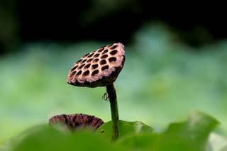 How Lotus Seed Pods Can Transform Your Heart Health And Weight Management