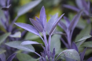 Why Purple Basil Is A Must Have For Your Health Routine
